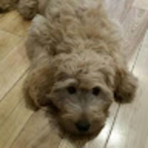 Meet your Posher, Charlie